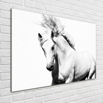 Quadro vetro acrilico Cavallo bianco