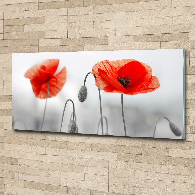 Quadro su vetro acrilico Papaveri