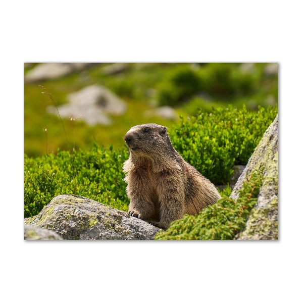 Quadro in vetro acrilico Marmotta dei Tatra