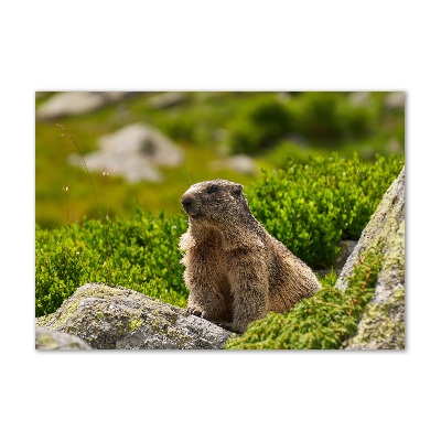 Quadro in vetro acrilico Marmotta dei Tatra