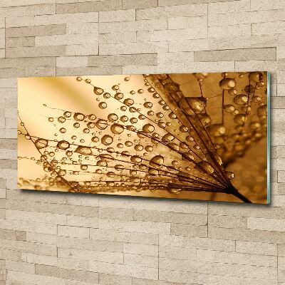 Quadro vetro acrilico Semi di tarassaco