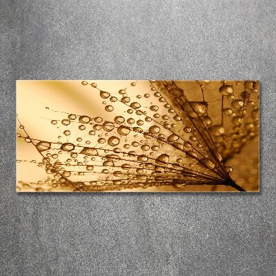 Quadro vetro acrilico Semi di tarassaco