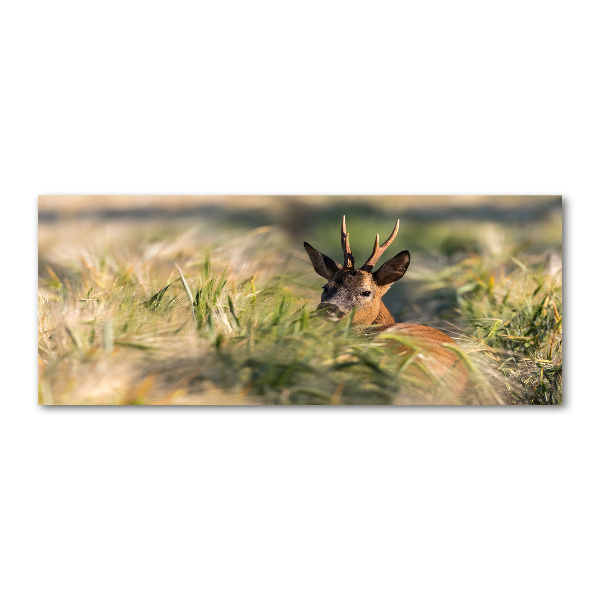 Quadro vetro acrilico Cervi nel campo