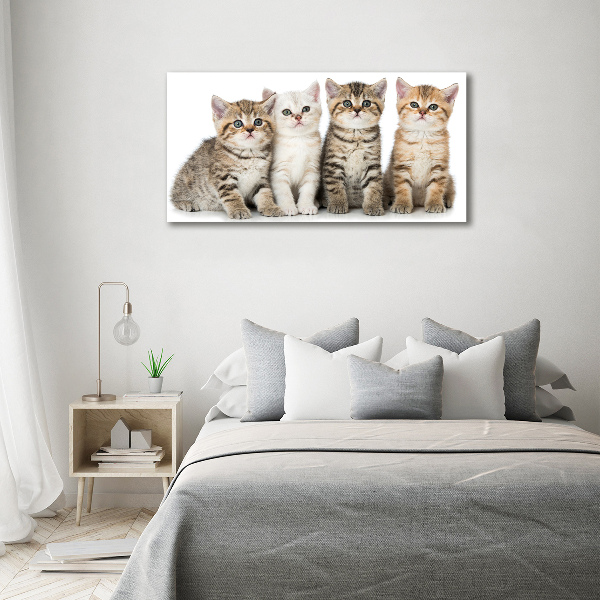 Quadro vetro acrilico Gattini