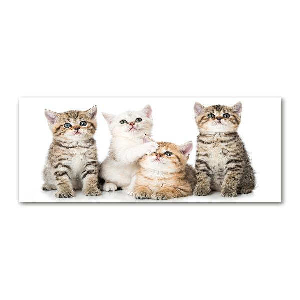 Quadro in vetro acrilico Gattini