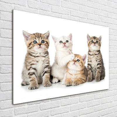 Quadro in vetro acrilico Gattini