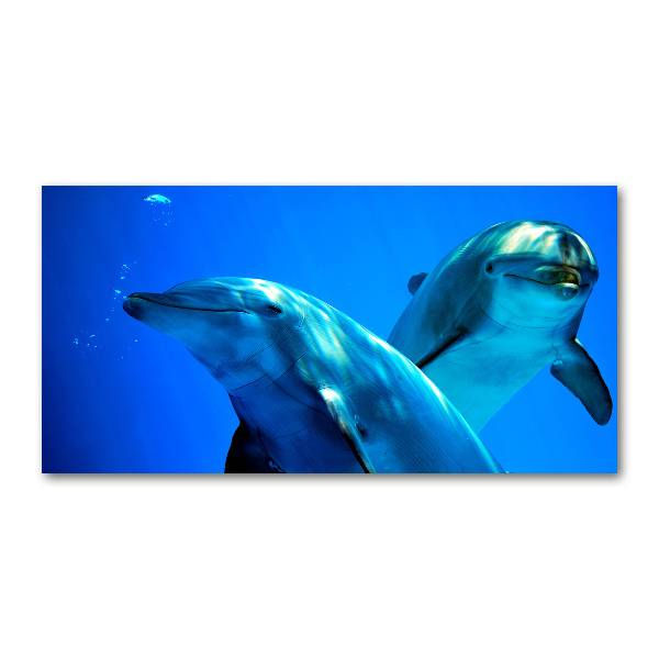 Quadro su vetro acrilico Due delfini
