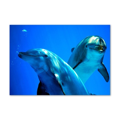 Quadro su vetro acrilico Due delfini
