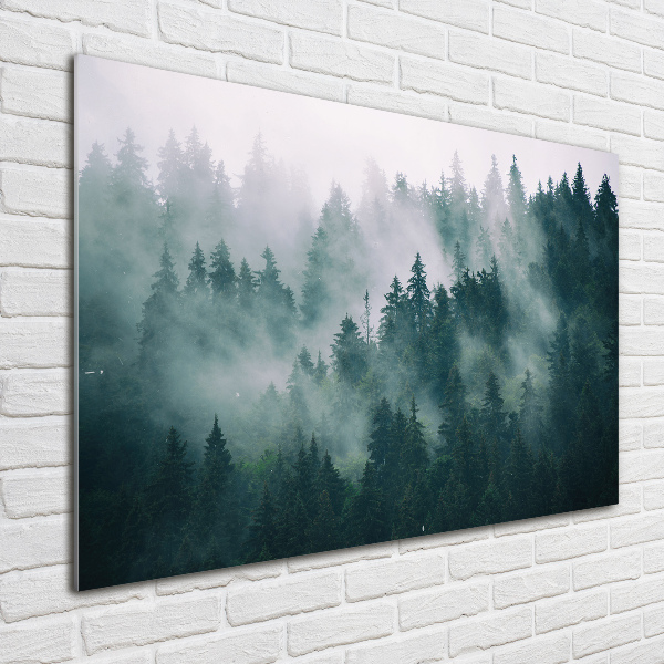 Quadro su vetro acrilico Nebbia sulla foresta