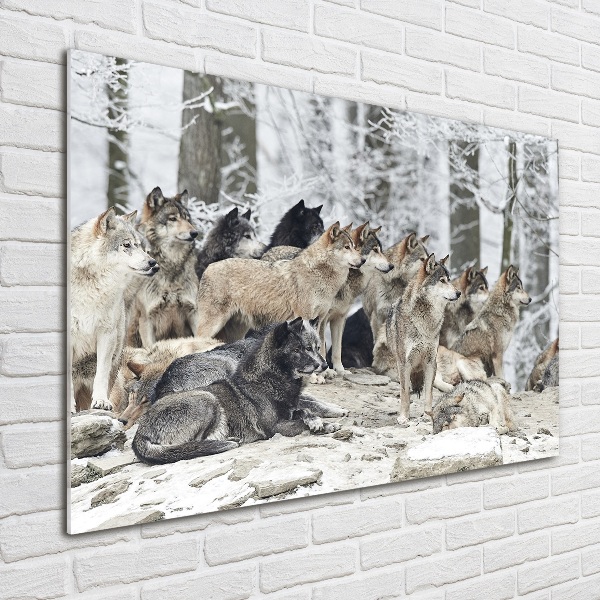 Quadro vetro acrilico Lupi in inverno