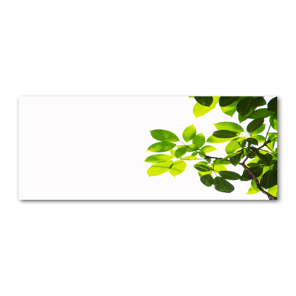 Quadro in vetro acrilico Foglie