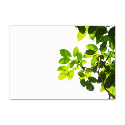 Quadro in vetro acrilico Foglie