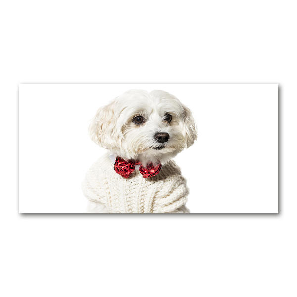 Quadro su vetro acrilico Maltese con il papillon