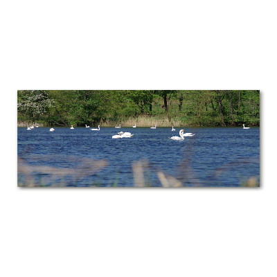 Quadro su vetro acrilico Cigni bianchi