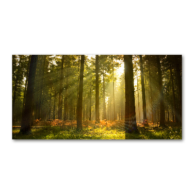 Quadro su vetro acrilico Foresta al sole