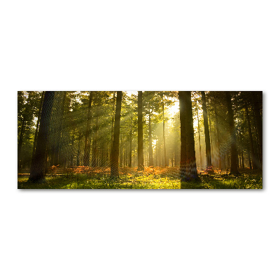 Quadro su vetro acrilico Foresta al sole