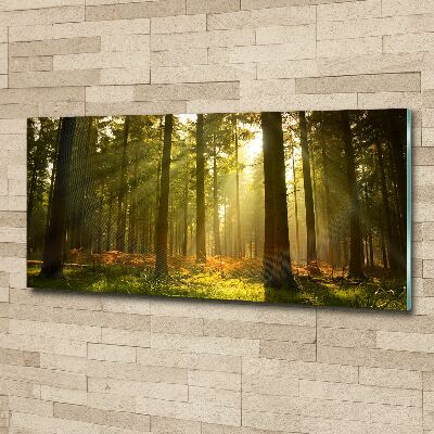 Quadro su vetro acrilico Foresta al sole