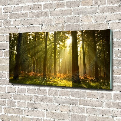 Quadro su vetro acrilico Foresta al sole