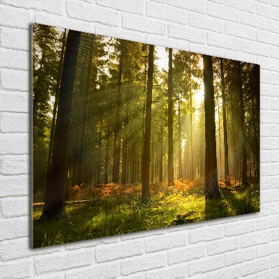 Quadro su vetro acrilico Foresta al sole