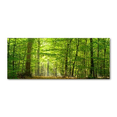 Quadro vetro acrilico Foresta di latifoglie