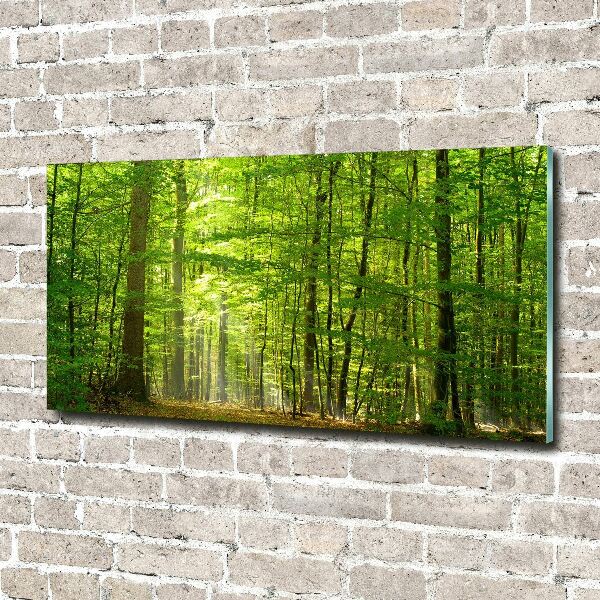 Quadro vetro acrilico Foresta di latifoglie