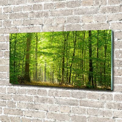 Quadro vetro acrilico Foresta di latifoglie