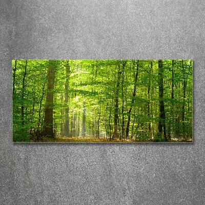Quadro vetro acrilico Foresta di latifoglie
