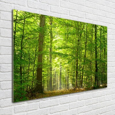 Quadro vetro acrilico Foresta di latifoglie