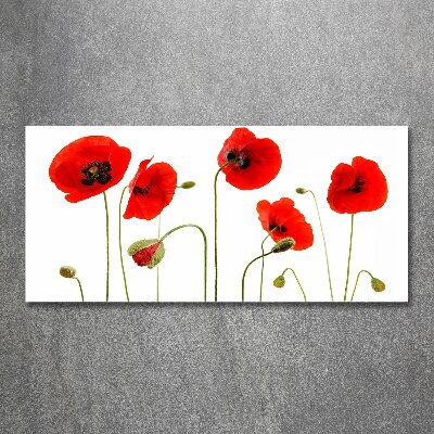 Quadro su vetro acrilico Papaveri