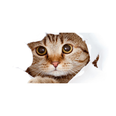 Quadro vetro acrilico Gatto