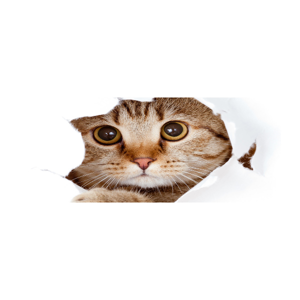 Quadro vetro acrilico Gatto