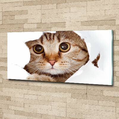 Quadro vetro acrilico Gatto