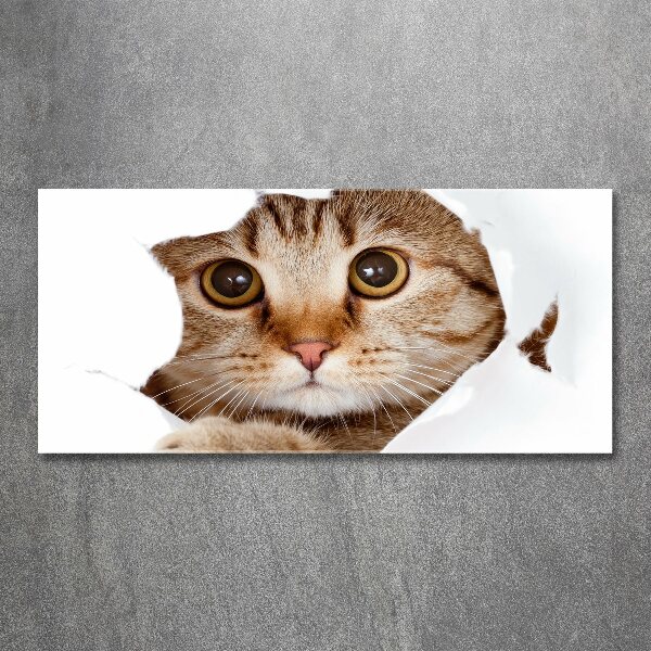 Quadro vetro acrilico Gatto
