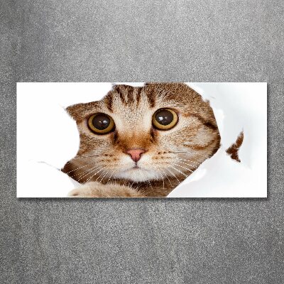 Quadro vetro acrilico Gatto