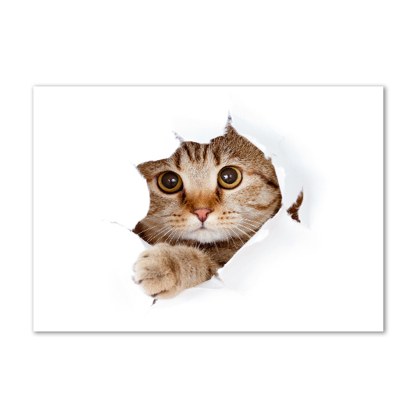 Quadro vetro acrilico Gatto