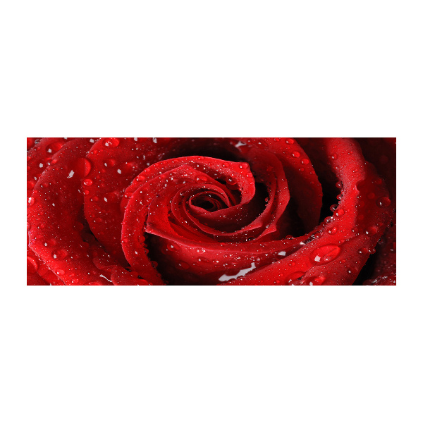 Quadro su vetro acrilico Gocce su una rosa