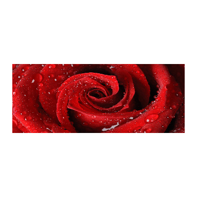 Quadro su vetro acrilico Gocce su una rosa