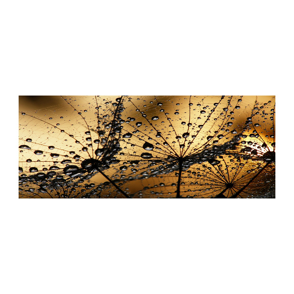 Quadro in vetro acrilico Semi di tarassaco