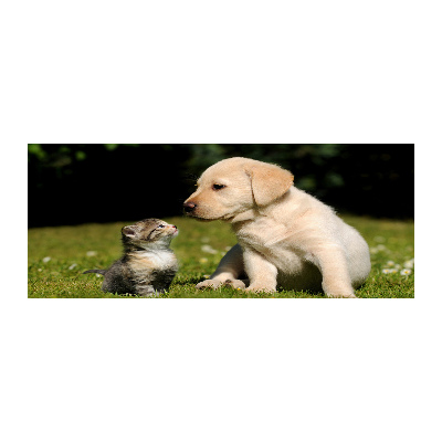 Quadro in vetro acrilico Cane e gatto nel prato