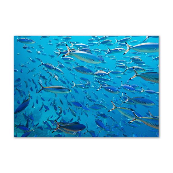 Quadro vetro acrilico Pesce corallo