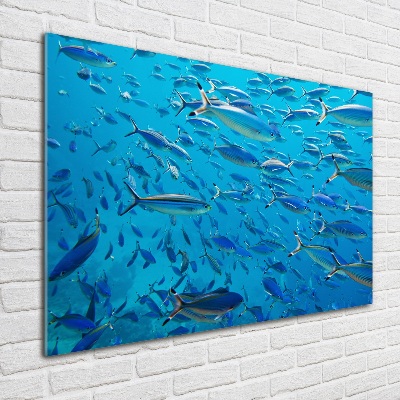 Quadro vetro acrilico Pesce corallo