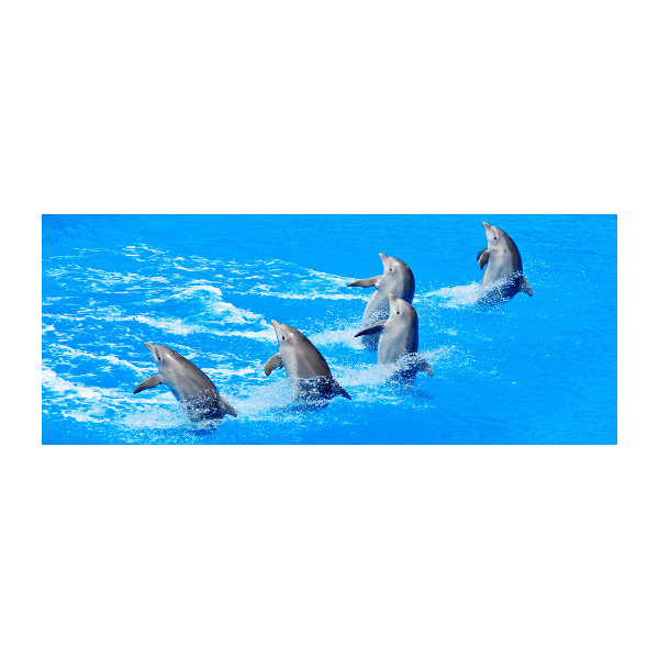 Quadro su vetro acrilico Delfini