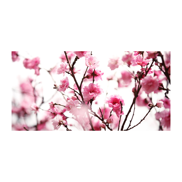 Quadro su vetro acrilico Fiore di prugno