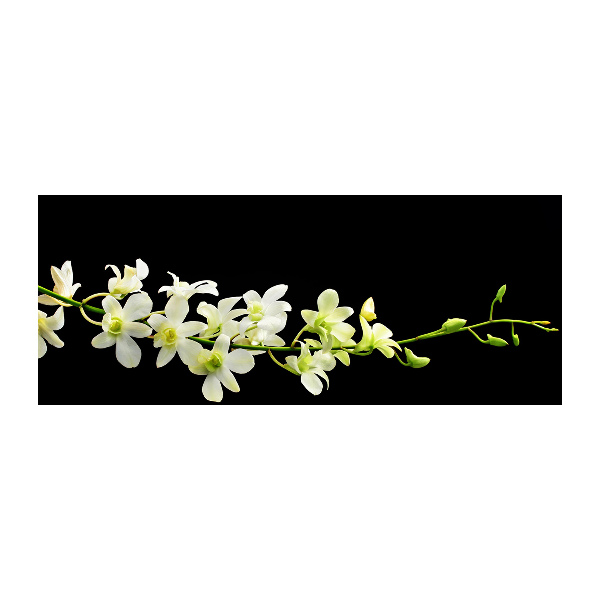 Quadro in vetro acrilico Orchidea