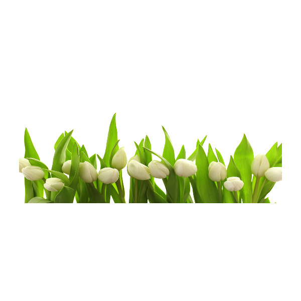 Quadro vetro acrilico Tulipani bianchi