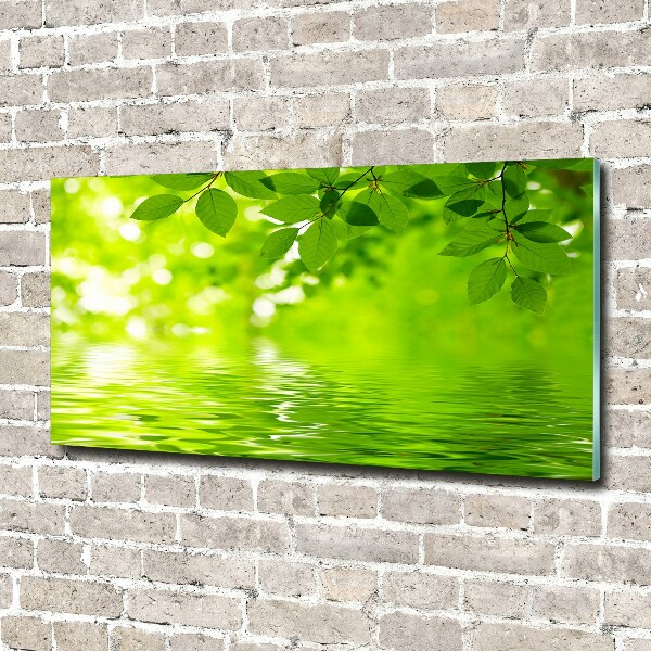 Quadro in vetro acrilico Foglie verdi
