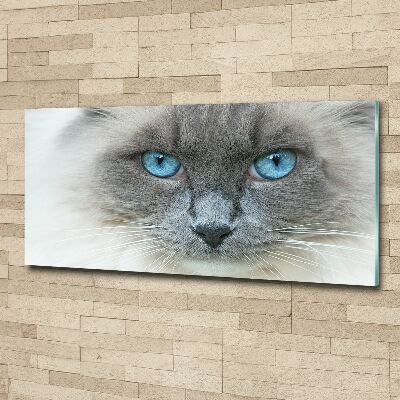 Quadro in vetro acrilico Gatto dagli occhi azzurri