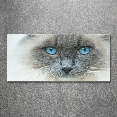 Quadro in vetro acrilico Gatto dagli occhi azzurri