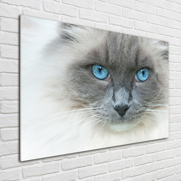 Quadro in vetro acrilico Gatto dagli occhi azzurri