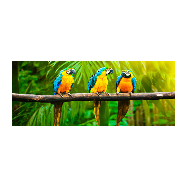 Quadro vetro acrilico Pappagalli su un ramo
